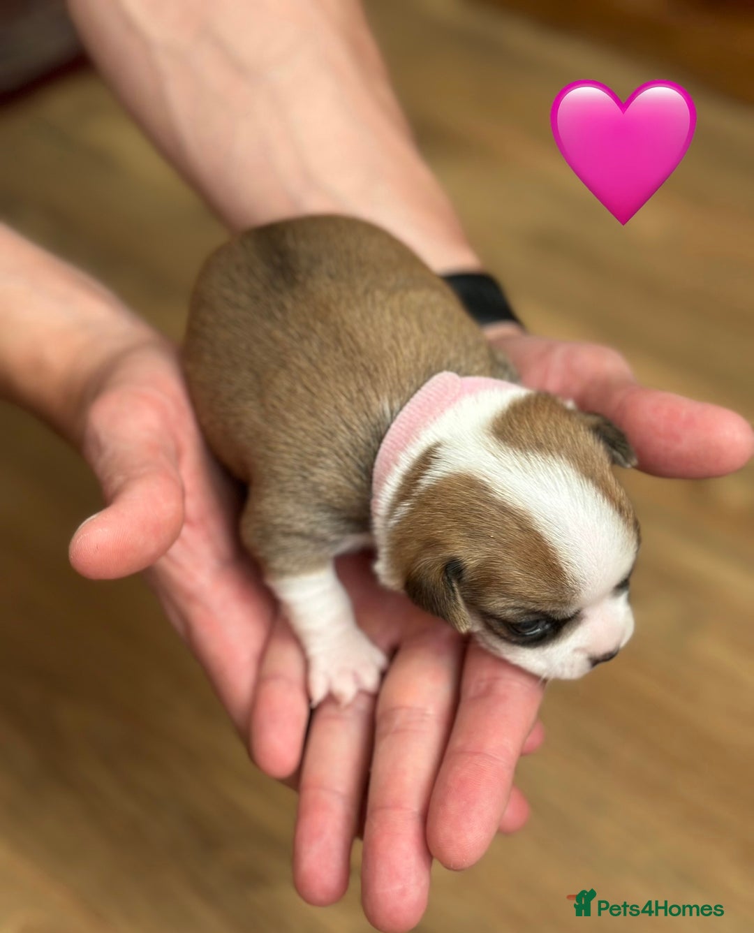 Chihuahua dogs for sale: 6 Gorgeous Chihuahua Puppies 🐶💙🩷🩷🩷🩷💙  - Image 21