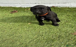 Labrador Retriever dogs for sale: Black pedigree Labradors only 3 girls available  - Image 27