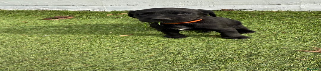 Labrador Retriever Puppy 8