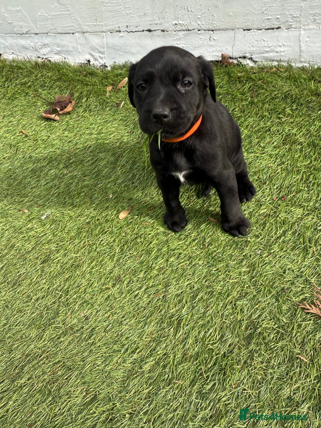 Labrador Retriever dogs for sale: Black pedigree Labradors only 3 girls available  - Image 27