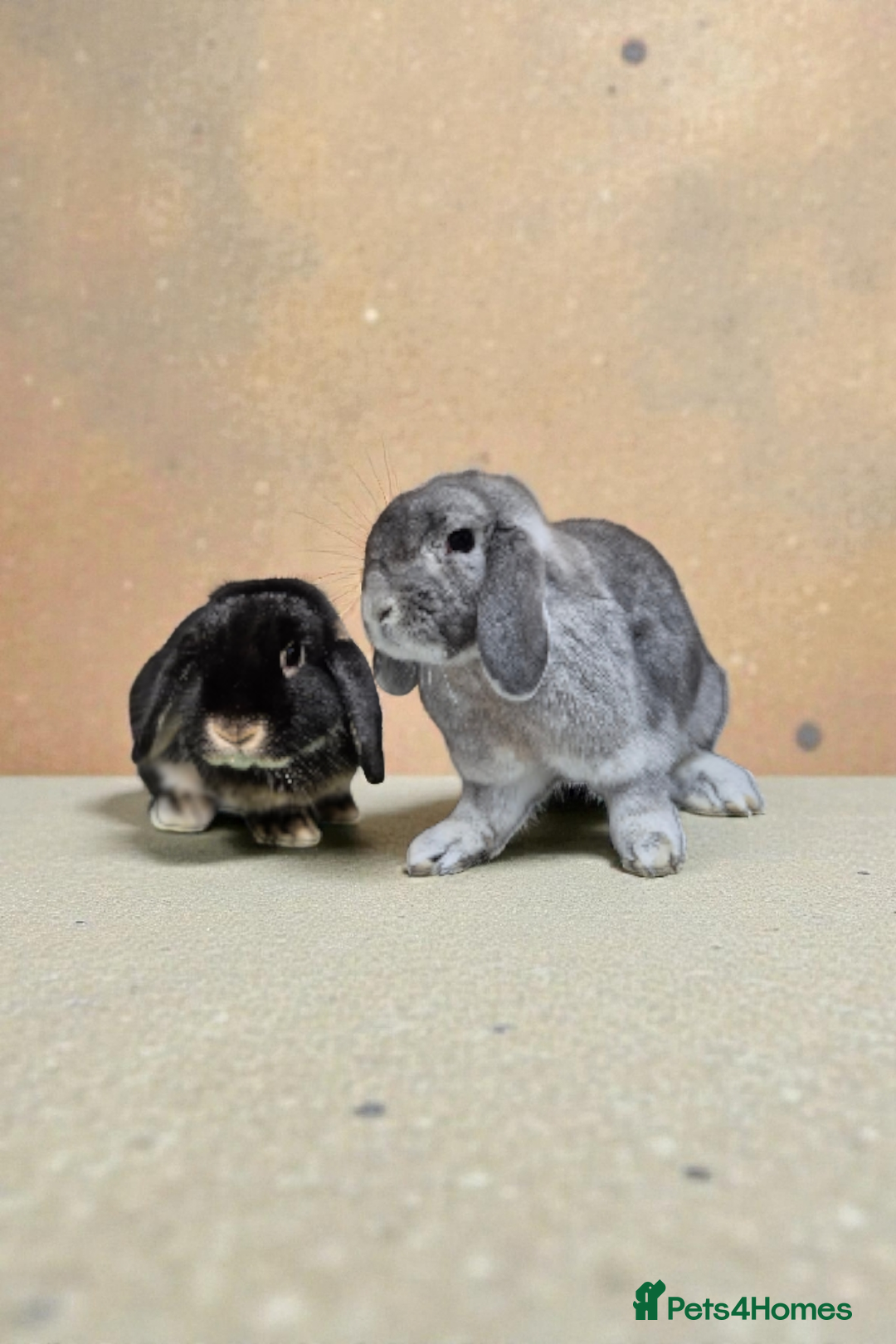 Dwarf Lop rabbits for sale: Bonded pair of dwarf lops - Advert 1