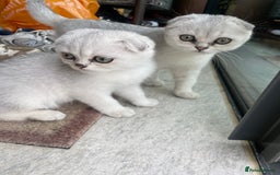 Scottish Fold cats for sale: Need home ASAP Full pedigreeTICA reg Scottish Fold in Barnet - Image 35