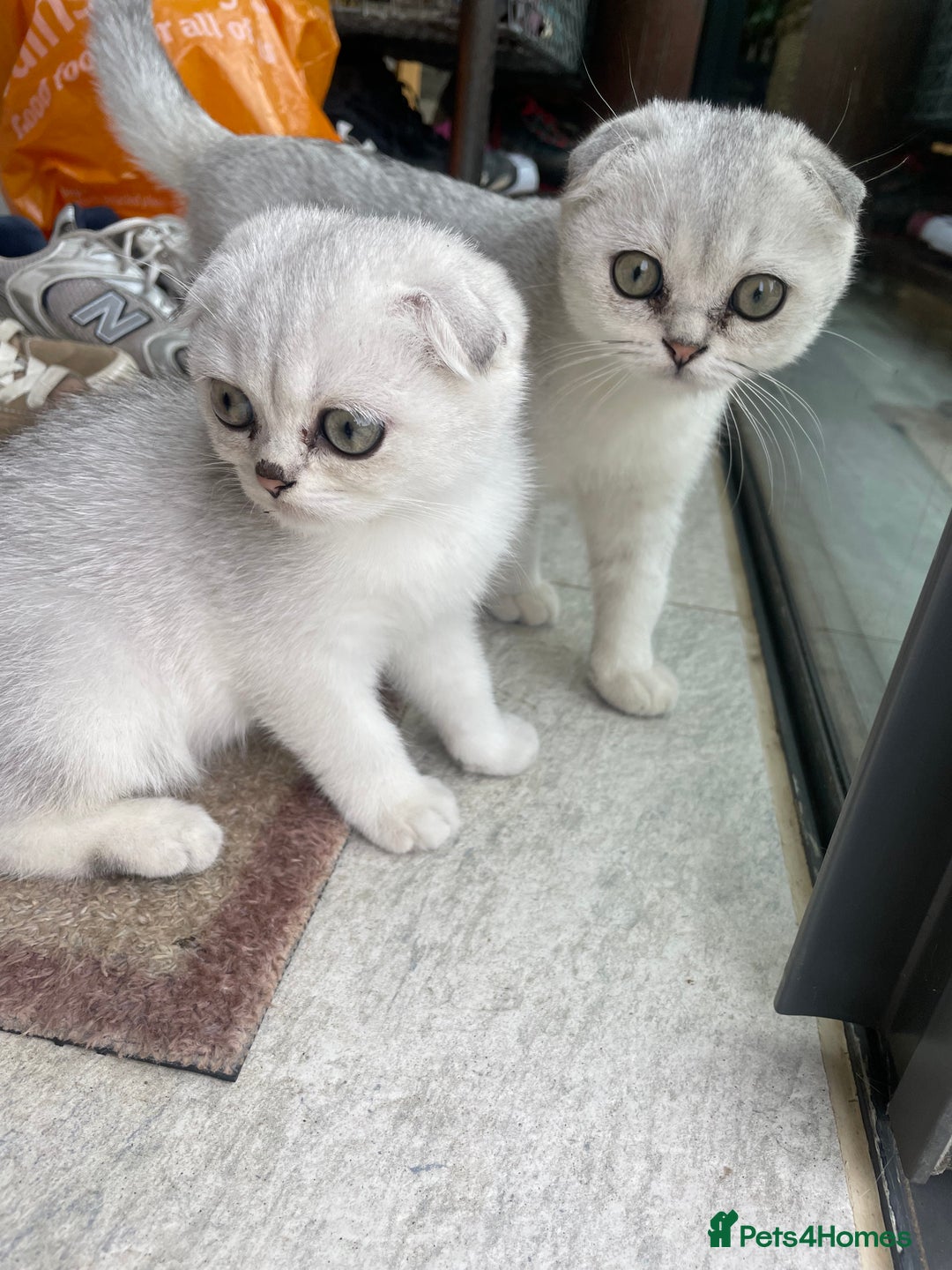 Scottish Fold cats for sale: Need home ASAP Full pedigreeTICA reg Scottish Fold in Barnet - Image 35