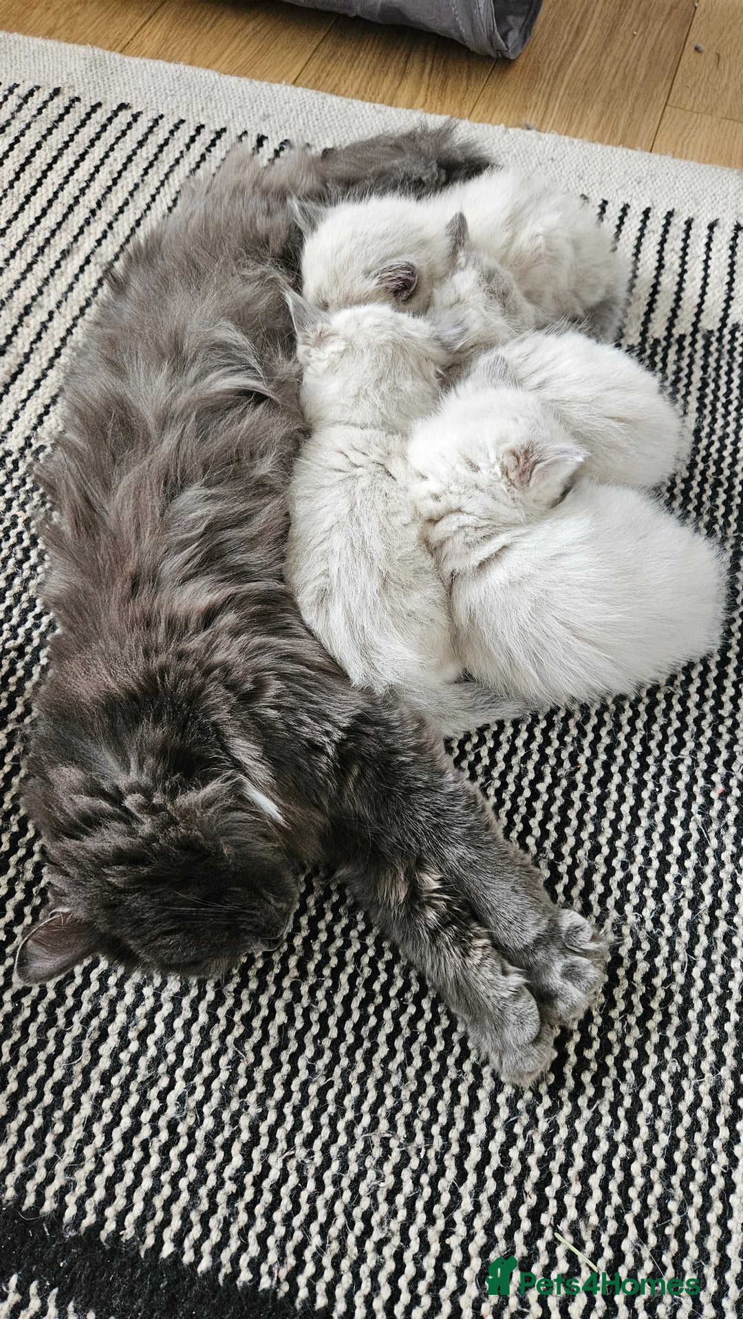 Ragdoll cats for sale: Ragdoll lynx kittens  - Advert 10