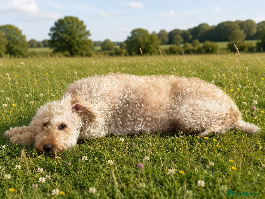 Australian Labradoodle dogs for sale: Update price and videos puppys ready 25/7 - Advert 2