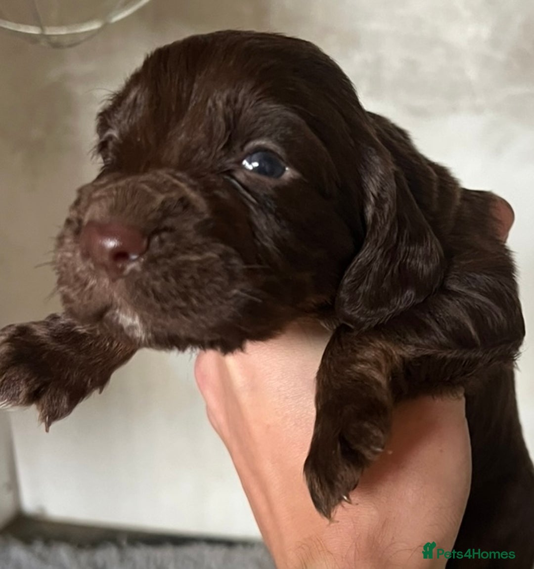 Cocker Spaniel dogs for sale: Beautiful KC Registered Cocker Spaniel Puppies 🐶  - Image 14
