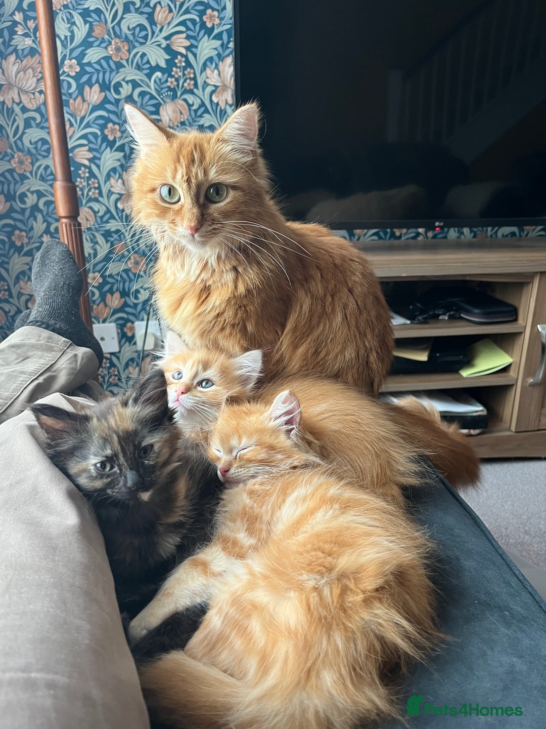 Mixed Breed cats for sale: Pair of Gorgeous ginger kittens 🐅🐅 - Image 4