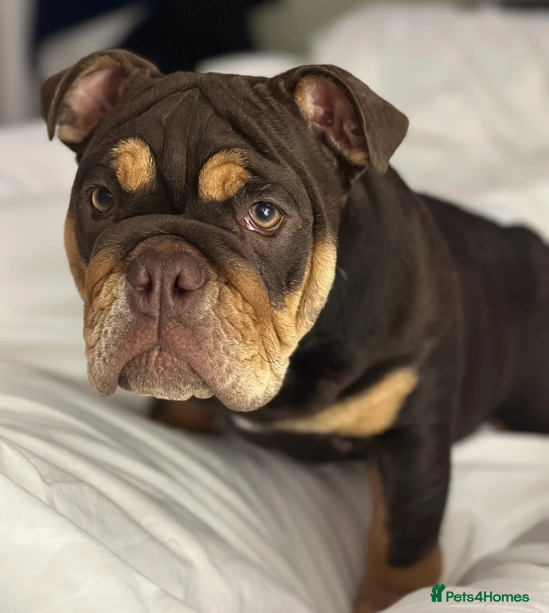 English Bulldog dogs for sale: 16 months old Female chocolate  - Advert 5