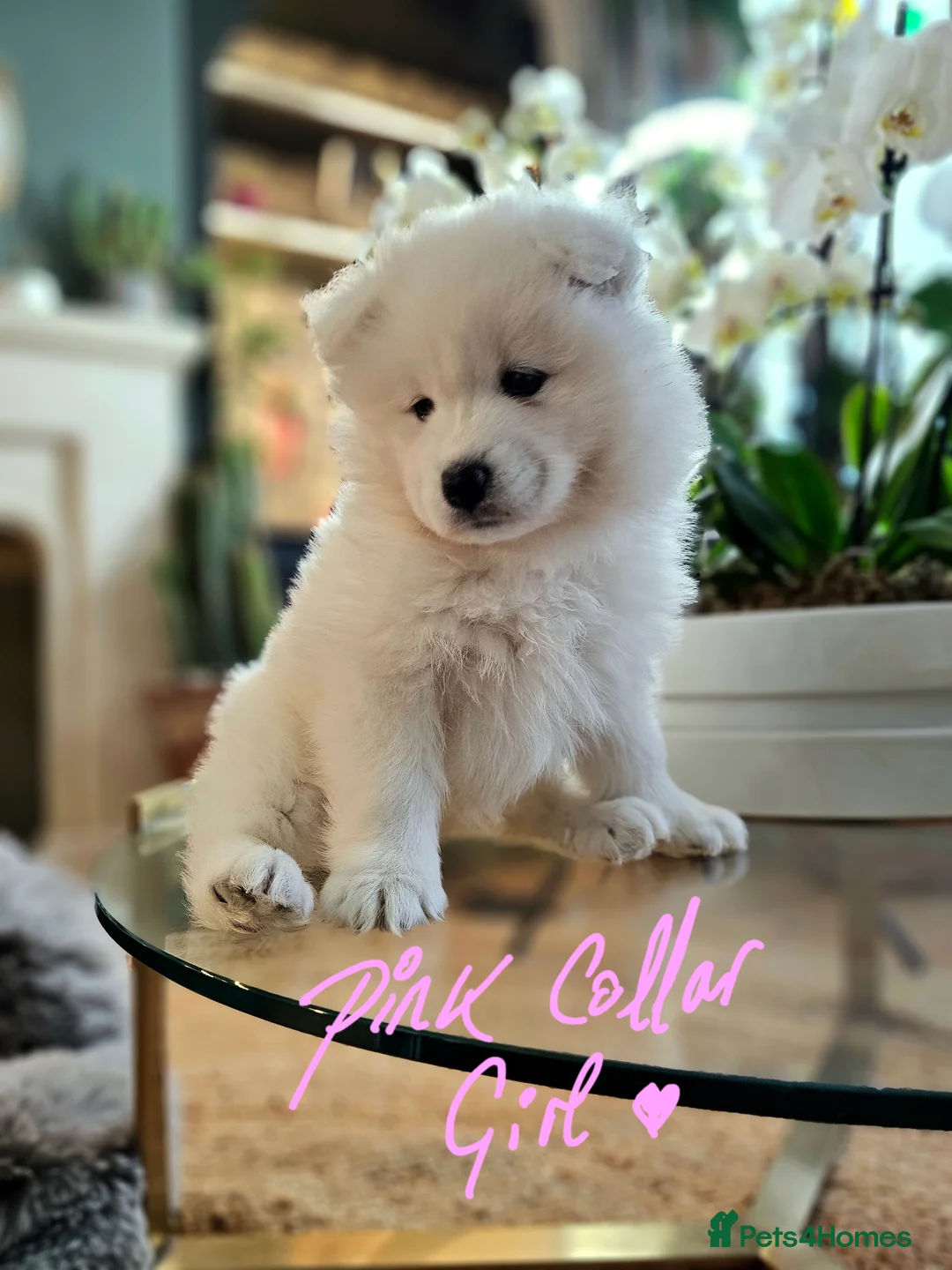 Samoyed dogs for sale: ⭐ EXCEPTIONAL BEAR-HEAD PUPPIES ⭐Champion Heritage - Advert 20