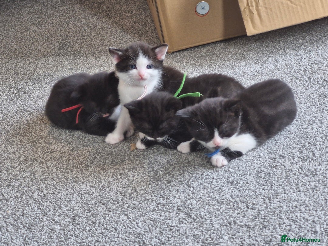 British Shorthair cats for sale: British Shorthair Mix Kittens  - Image 1