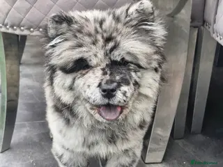 Chow Chow dogs Female chow chow - Advert 1