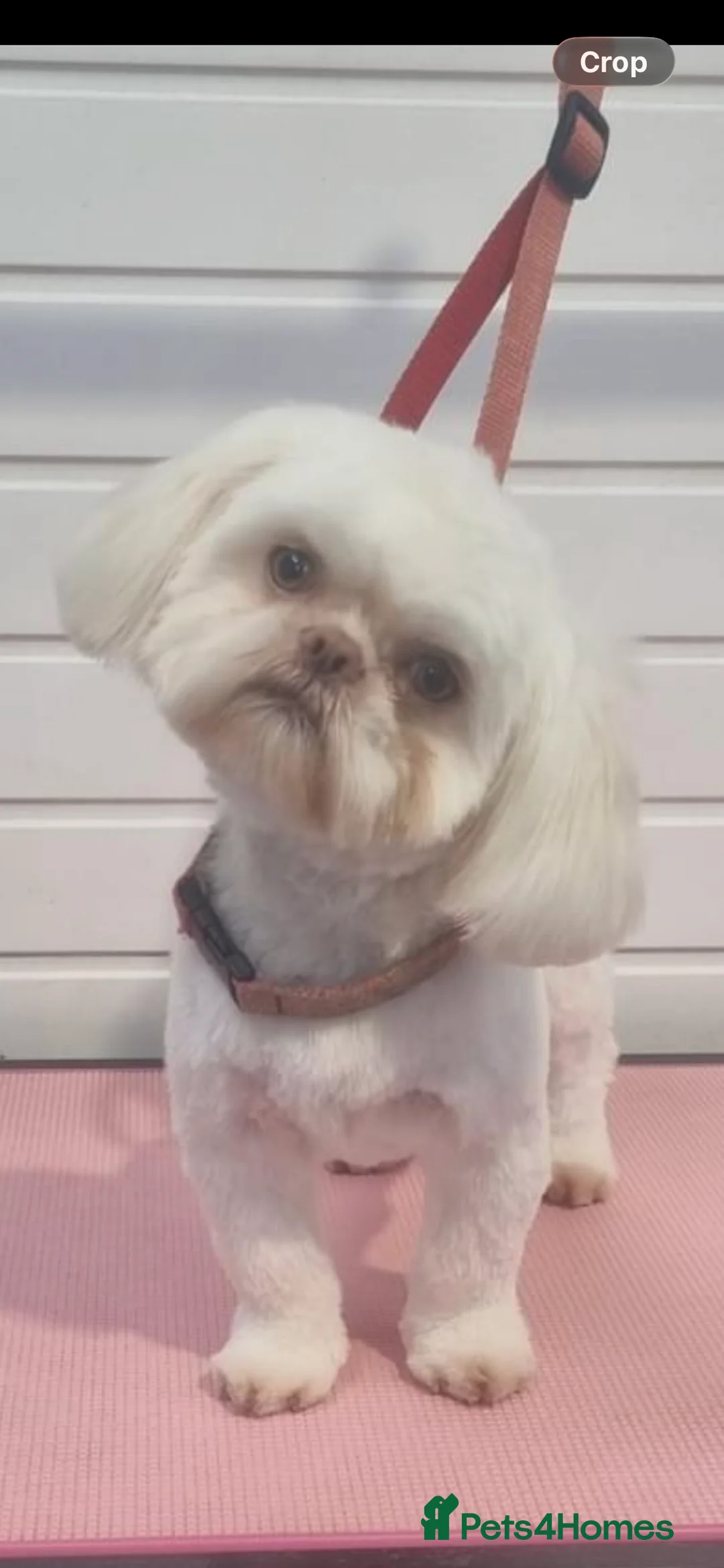 Shihpoo dogs for sale: Stunning Shih poo puppies  - Advert 14