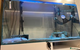 Axolotl reptiles for sale: 2 Adult male Axolotls and Full set up  - Image 2