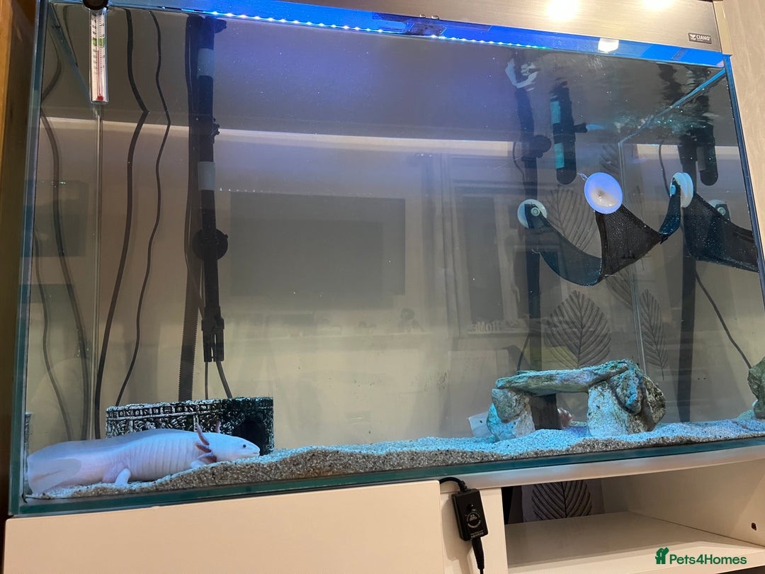 Axolotl reptiles for sale: 2 Adult male Axolotls and Full set up  - Image 2