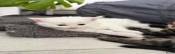 Turkish Angora cats for sale: Cute Turkish Angora x British Shorthair Kitten - Advert 6