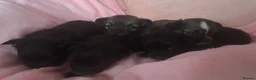 Chihuahua dogs for sale: Long Coat Chihuahua puppies - Advert 4