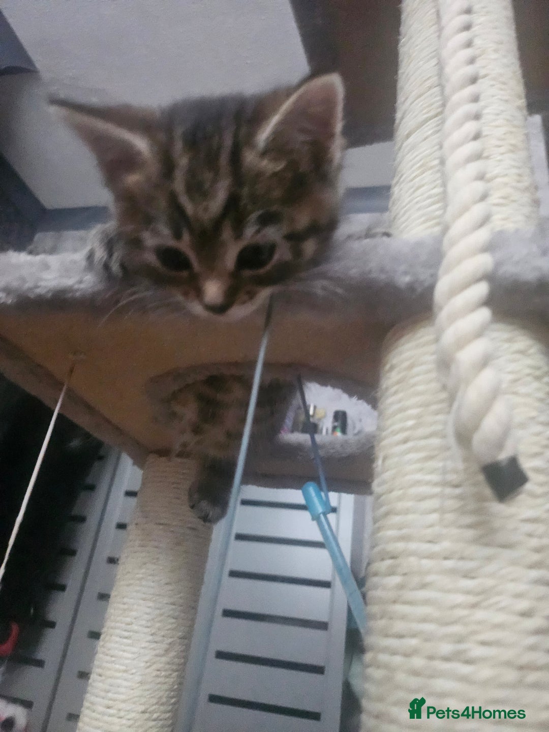 European cats for sale: Female tabby europian shorthair mixed kitten 🏡  - Image 6