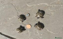 Tortoise reptiles for sale: Hermann Tortoises - Babies - Image 2