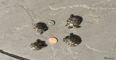 Tortoise reptiles - Advert 7