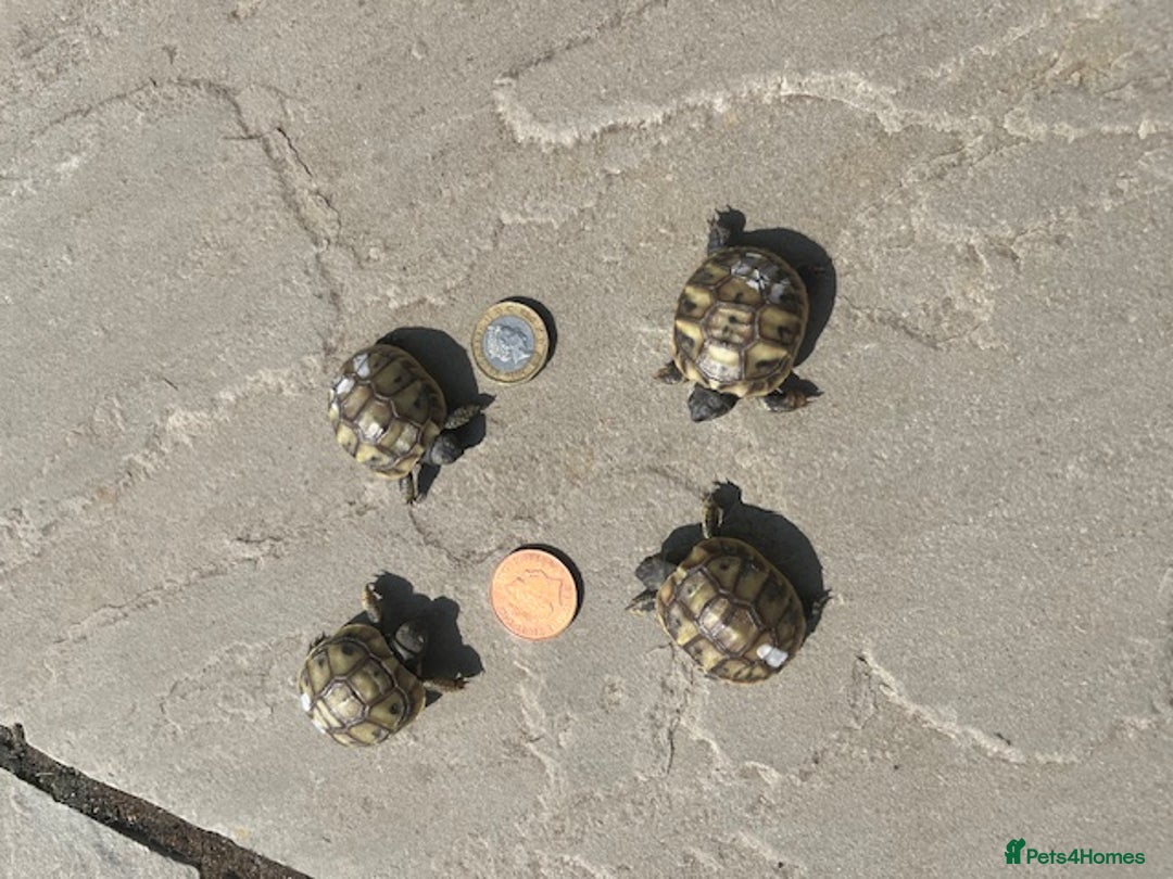 Tortoise reptiles for sale: Hermann Tortoises - Babies - Image 2