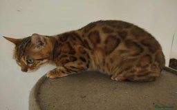 Bengal cats for sale: BENGAL FEMALE  - Image 3