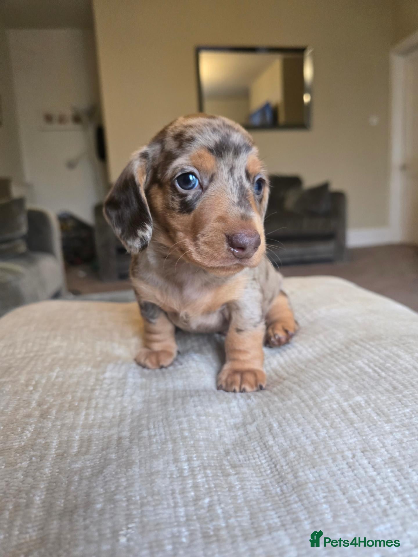Dachshund dogs KC registered miniature dachshund puppies - Advert 2