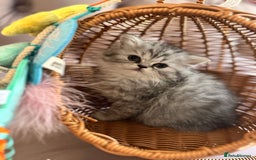 British Longhair cats for sale: British Long Hair Kittens - Image 23