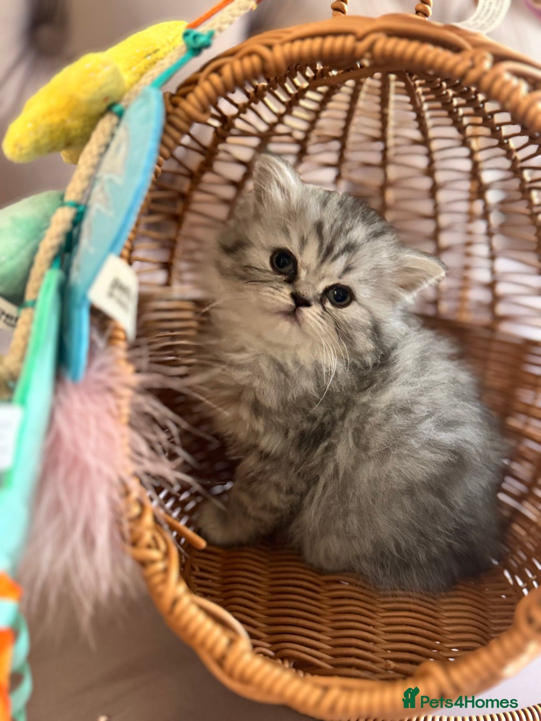 British Longhair cats for sale: British Long Hair Kittens - Image 23