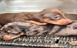 Miniature Dachshund dogs for sale: Miniature Daschund KC. PRA-OI-CRD-PRA-NCL - Image 8
