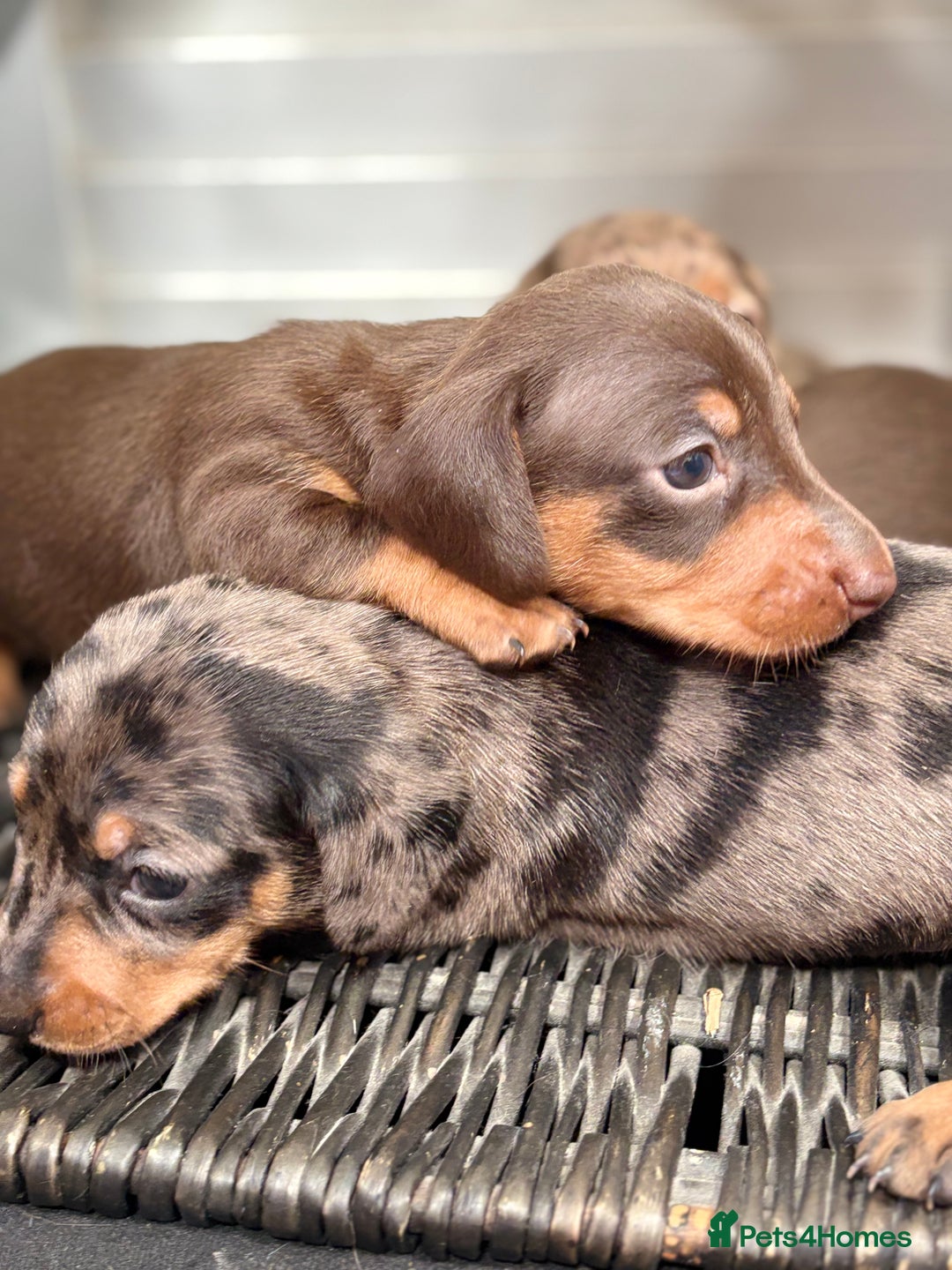 Miniature Dachshund dogs for sale: Miniature Daschund KC. PRA-OI-CRD-PRA-NCL - Image 8