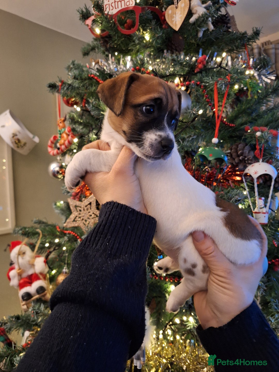 Jack Russell dogs for sale: 🐕stunning Jack Russells (1 left ) 5🌟 Breeder  - Advert 1
