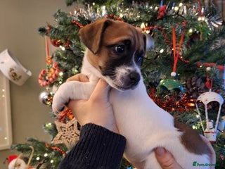 Jack Russell dogs 🐕stunning Jack Russells (1 left ) 5🌟 Breeder - Advert 8