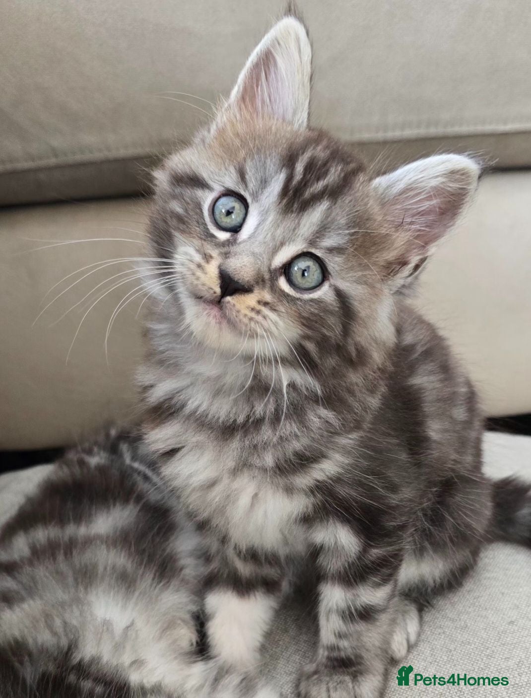 Mixed Breed cats Beautiful fluffy boy - Advert 1