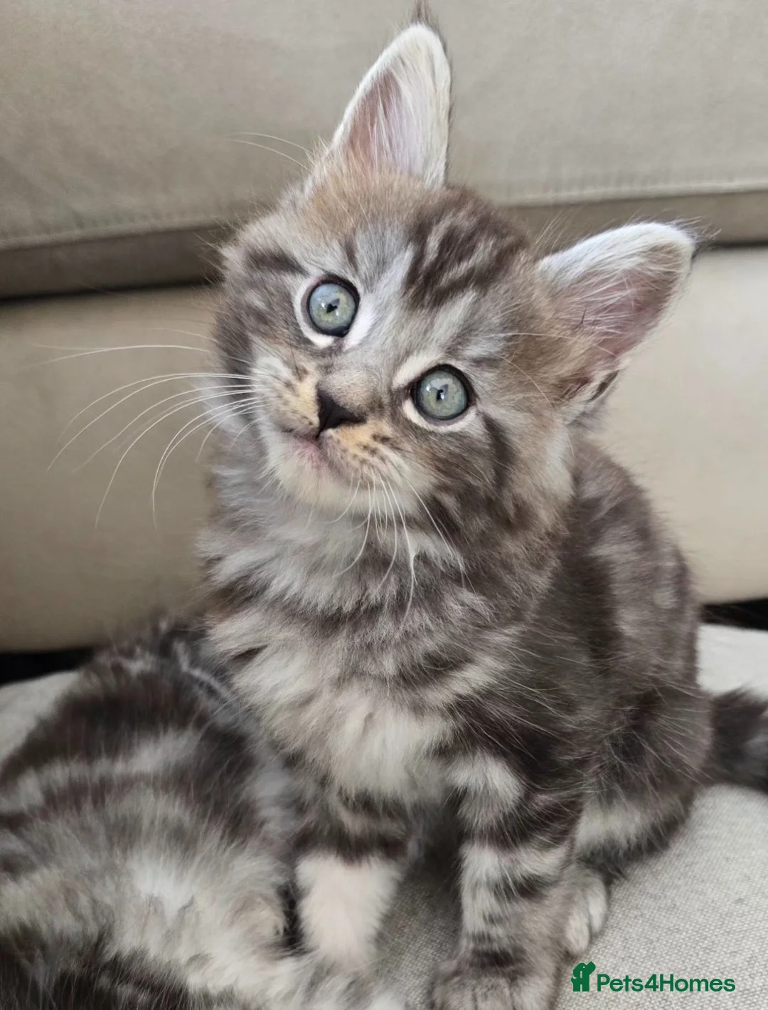 Mixed Breed cats for sale: Beautiful fluffy boy - Advert 1