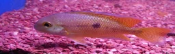 Other/Mixed Breed fish for sale: Manchester Pet's and Aquatics - Full Stock List - Advert 26