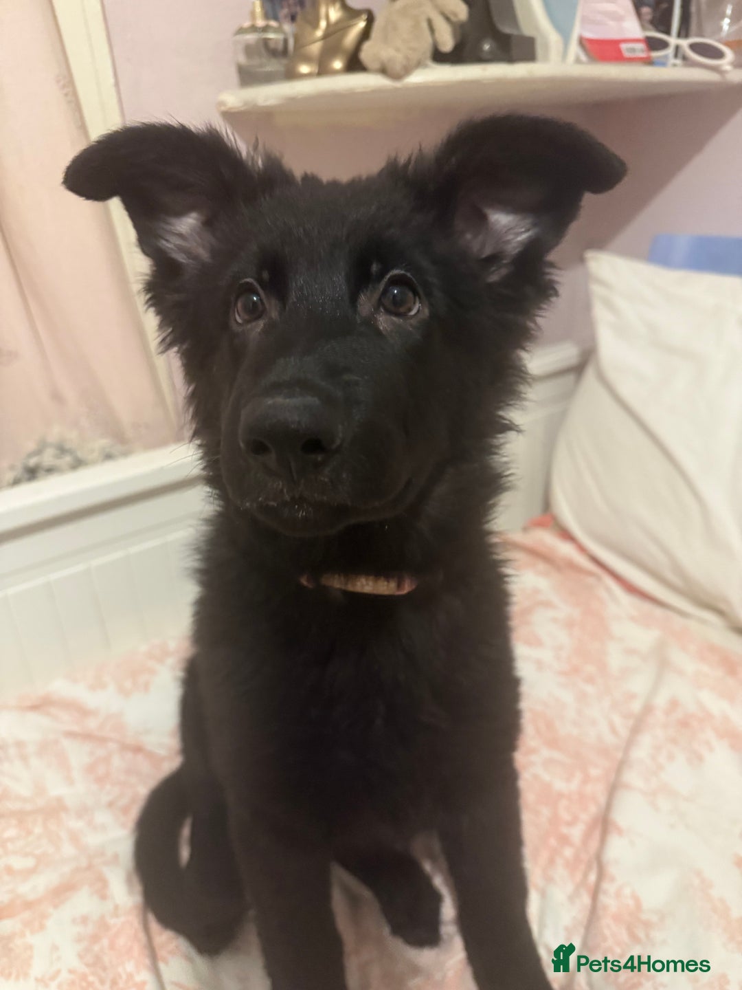 German Shepherd dogs for sale:  1 beautiful German Shepards left for sale! - Advert 3