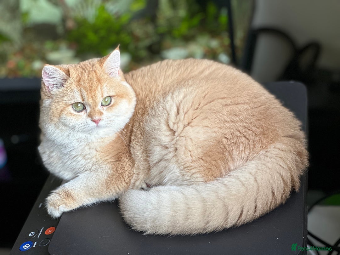 British Shorthair cats for sale: GCCF reg BSH & BLH Chocolate & Black Gold Kittens - Image 24