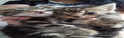 Bengal cats for sale: READY NOW Female Bengal kittens - Advert 4