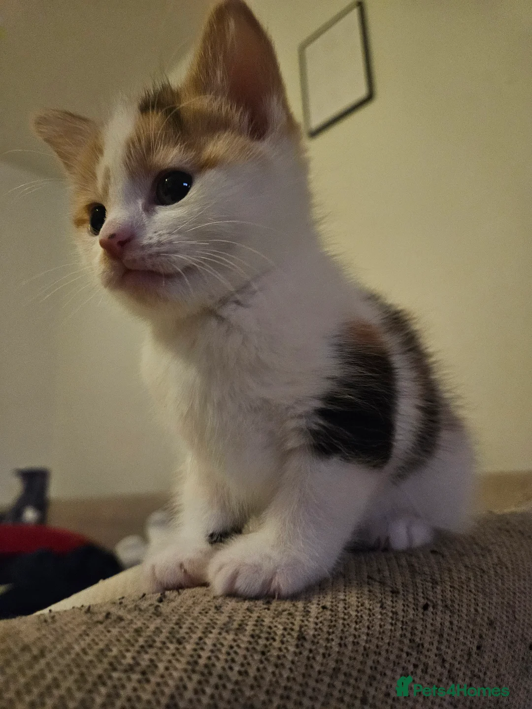 Mixed Breed cats for sale: Affectionate kittens - Advert 5