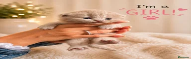 British Shorthair 2