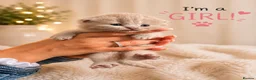 British Shorthair cats for sale: 🤎 Exceptional British Shorthair Kitten 🎃 - Advert 7