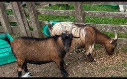 Goats livestock for sale: 2 Pygmy Goat Nannies (Sisters) Only Sold Together. - Image 1