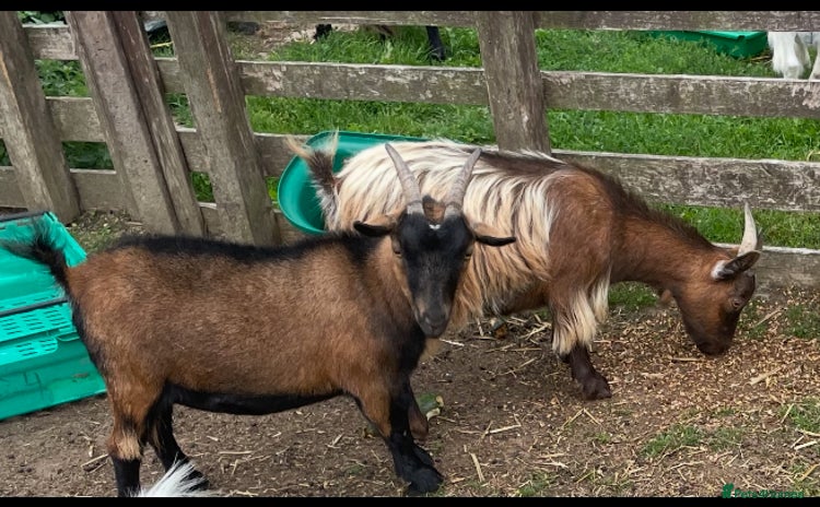 Goats livestock - Advert 1