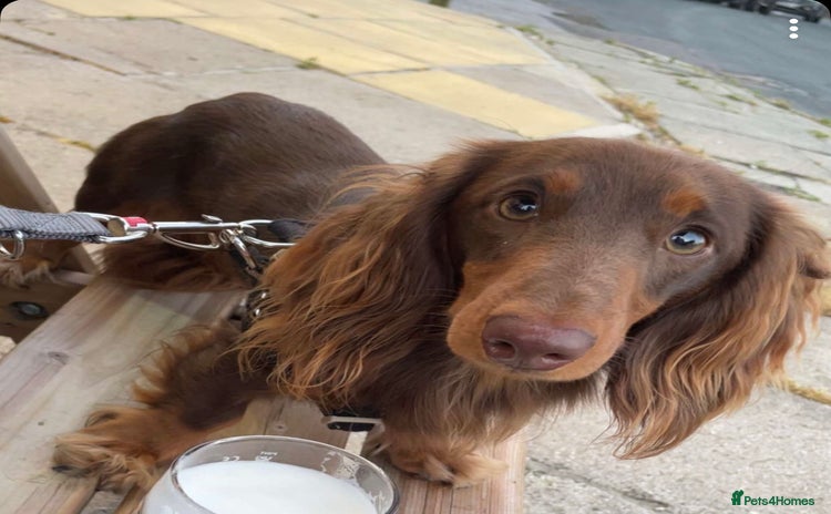 Miniature Dachshund dogs - Advert 3