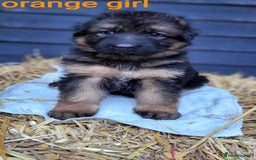 German Shepherd dogs for sale: German shepherd puppies  - Image 7