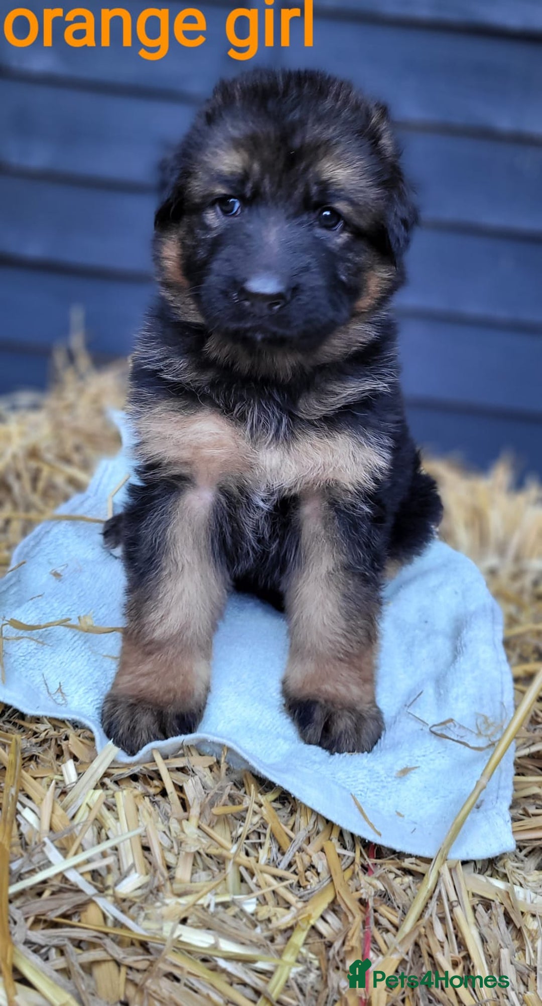 German Shepherd dogs for sale: German shepherd puppies  - Image 7