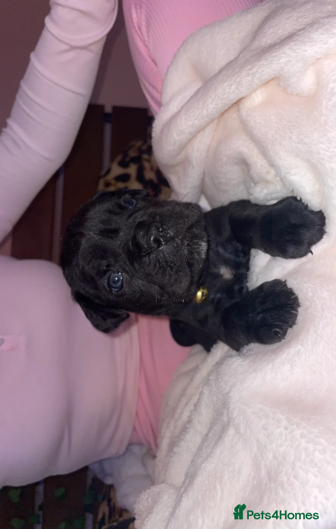 Cane Corso dogs for sale: Came corso - Advert 4