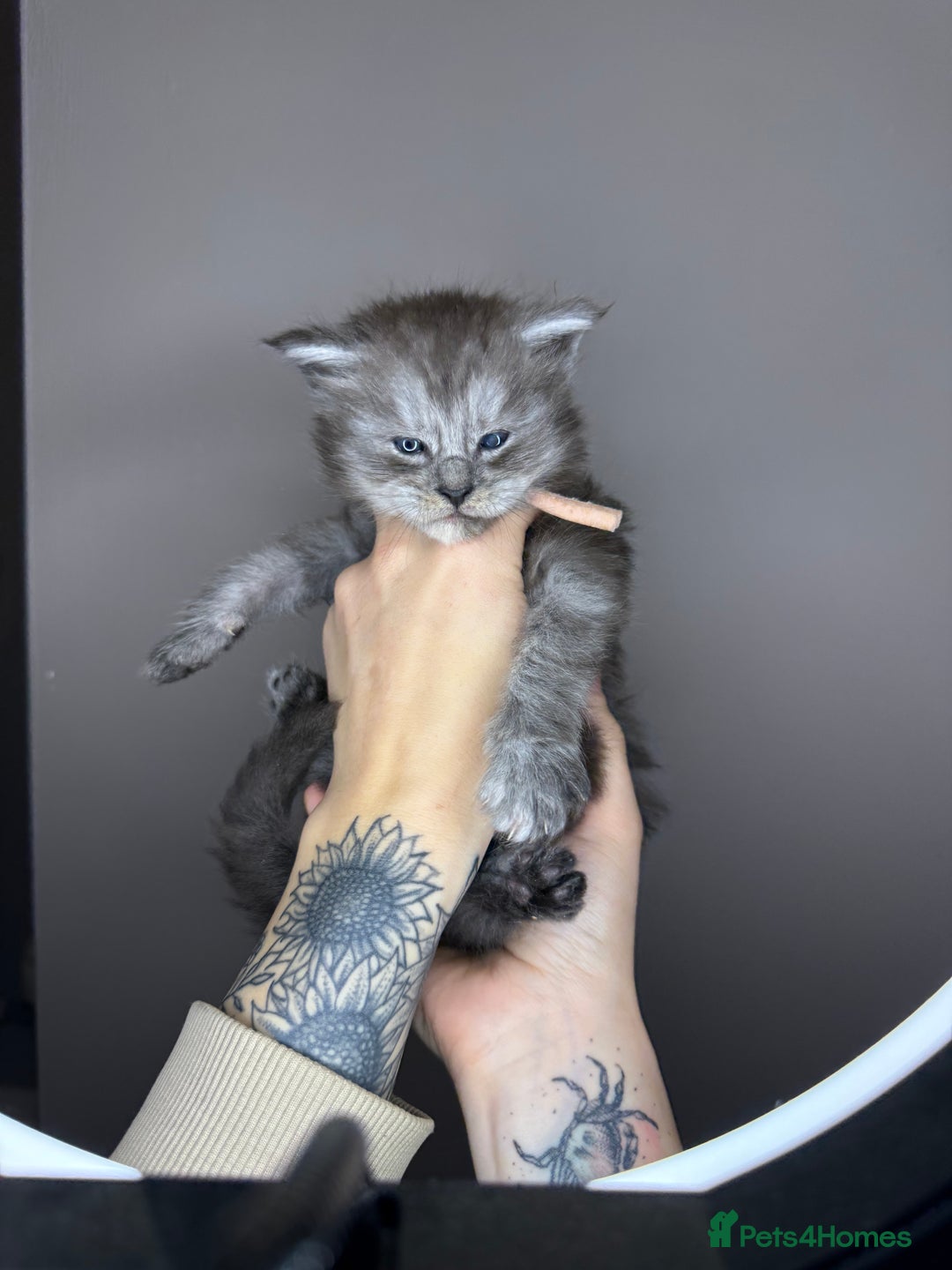 Maine Coon cats for sale: Female Black Smoke Maine Coon kittens - Image 6