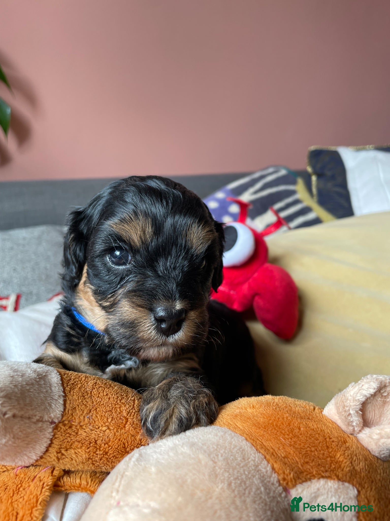 Cavapoochon dogs Only 2 boys remaining - Merle and Phantom  - Advert 1