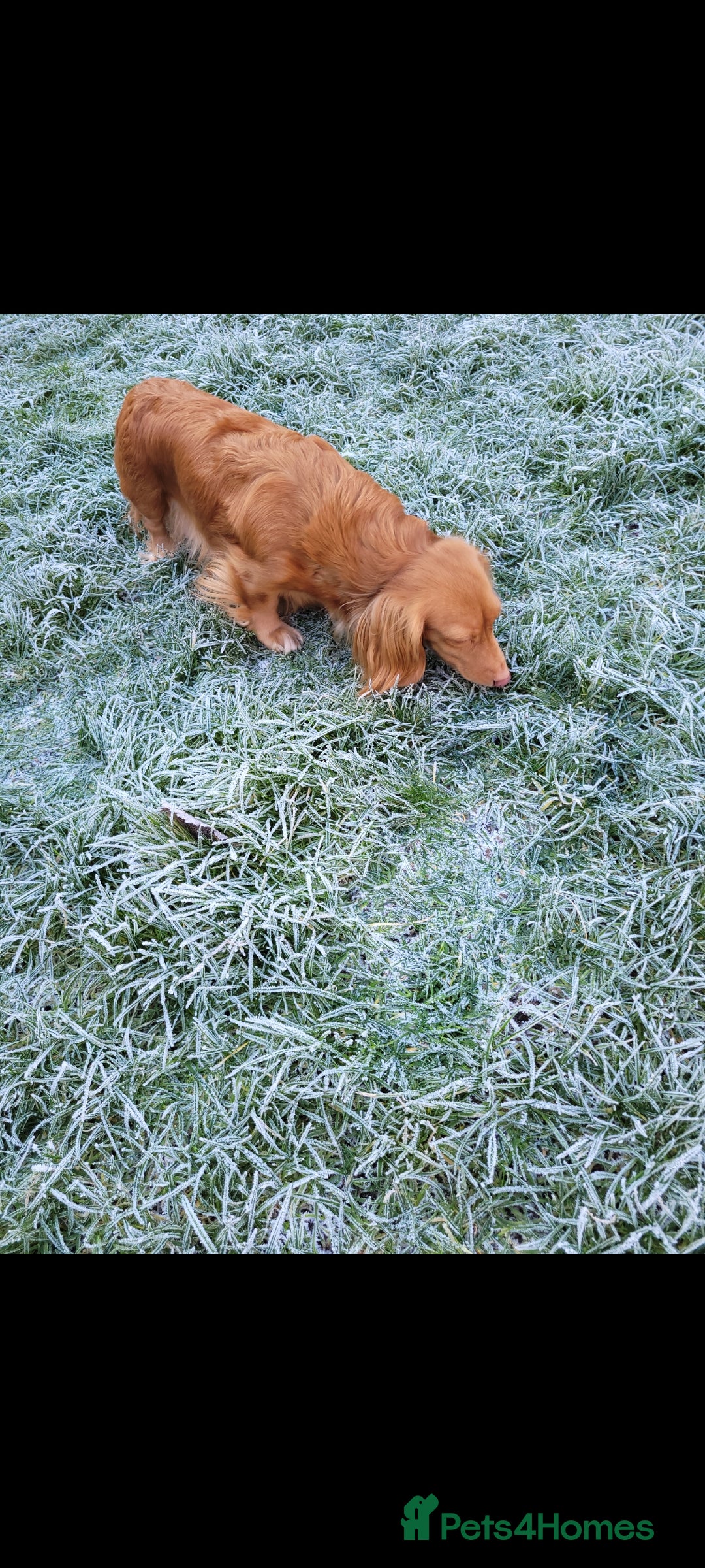 Dachshund dogs for sale: Long Haired KC Miniature Dachshund - Advert 30